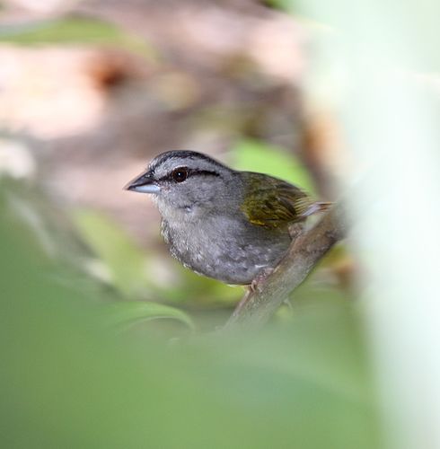 Green-backed sparrow